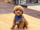 Toy Poodle