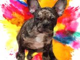 Black & Bblue Merle Bebekler