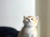Secereli̇ Bri̇ti̇sh Shorthai̇r Yavru Kedi̇