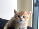 Secereli̇ Bri̇ti̇sh Shorthai̇r Yavru Kedi̇