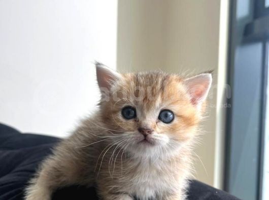 Secereli̇ Bri̇ti̇sh Shorthai̇r Yavru Kedi̇ görsel