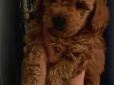 Toy Poodle Yavrularımız