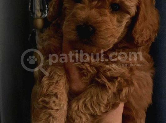 Toy Poodle Yavrularımız görsel