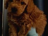 Toy Poodle Yavrularımız