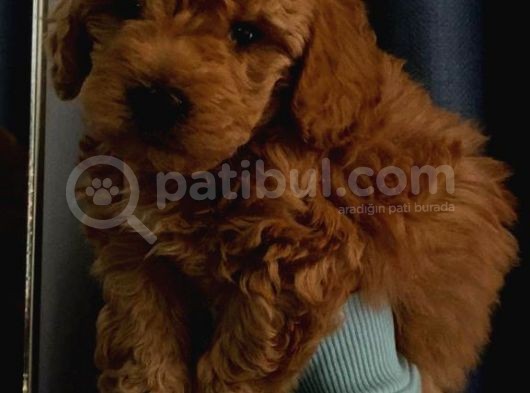 Toy Poodle Yavrularımız