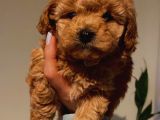 Toy Poodle Yavrularımız