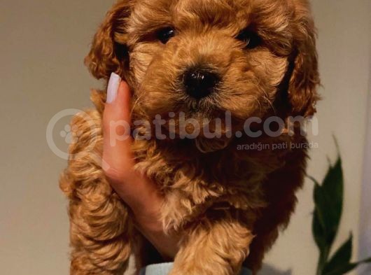 Toy Poodle Yavrularımız görsel