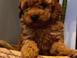 Toy Poodle Yavrularımız