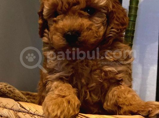 Toy Poodle Yavrularımız görsel