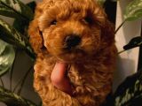 Toy Poodle Yavrularımız