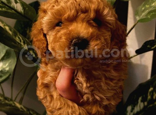 Toy Poodle Yavrularımız görsel