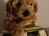 Toy Poodle Yavrularımız