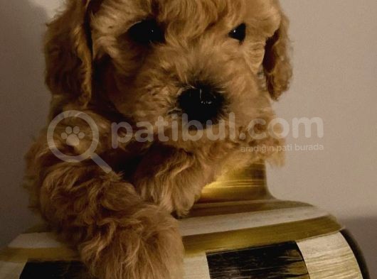 Toy Poodle Yavrularımız görsel
