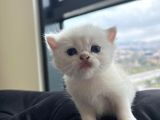 Secereli̇ Bri̇ti̇sh Shorthai̇r Yavru Kedi̇