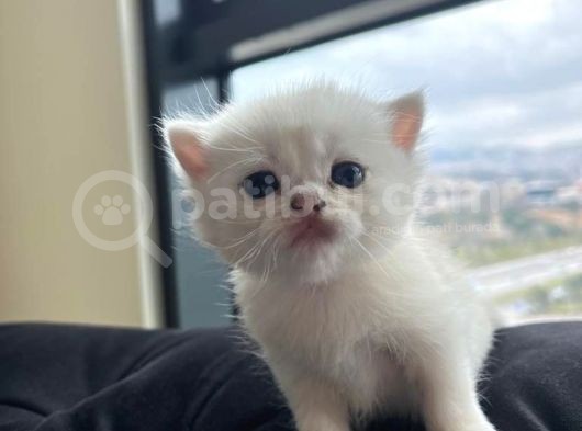 Secereli̇ Bri̇ti̇sh Shorthai̇r Yavru Kedi̇ görsel