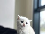Secereli̇ Bri̇ti̇sh Shorthai̇r Yavru Kedi̇