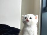 Secereli̇ Bri̇ti̇sh Shorthai̇r Yavru Kedi̇