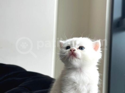 Secereli̇ Bri̇ti̇sh Shorthai̇r Yavru Kedi̇ görsel