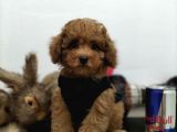 Safkan Red Brown Toy Poodle Yavrularimiz