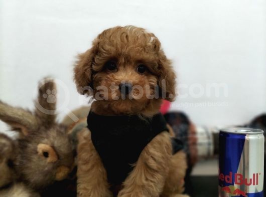 Safkan Red Brown Toy Poodle Yavrularimiz görsel