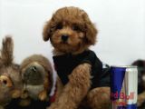 Safkan Red Brown Toy Poodle Yavrularimiz