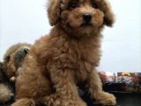 Safkan Red Brown Toy Poodle Yavrularimiz