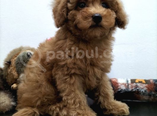 Safkan Red Brown Toy Poodle Yavrularimiz görsel