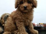 Safkan Red Brown Toy Poodle Yavrularimiz