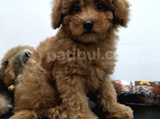 Safkan Red Brown Toy Poodle Yavrularimiz görsel