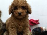 Safkan Red Brown Toy Poodle Yavrularimiz