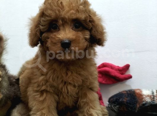 Safkan Red Brown Toy Poodle Yavrularimiz