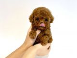 Red Brown Toy Poodle Yavrularimiz