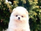 Safkan Pomeranian Boo Yavrular