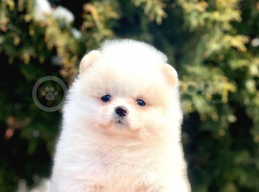 Safkan Pomeranian Boo Yavrular görsel