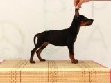 King Doberman 