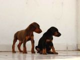King Doberman 