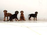 King Doberman 