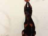 King Doberman 