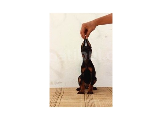 King Doberman  görsel