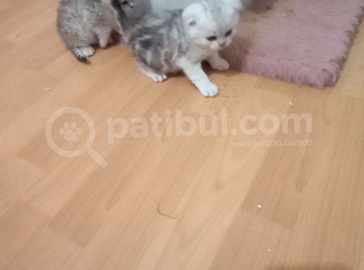 Yeni Sahiplerini Bekliyor