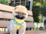 Ayıcık Surat Oranj Pomeranian Boo Yavrumuz
