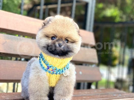 Ayıcık Surat Oranj Pomeranian Boo Yavrumuz görsel