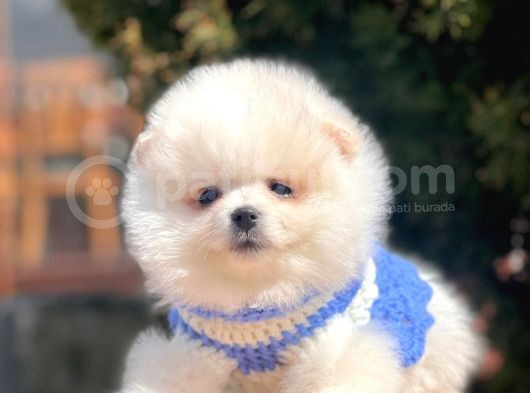 Safkan Pomeranian Boo Yavrular görsel