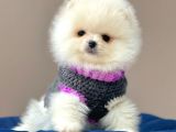 Safkan Pomeranian Boo Yavrular
