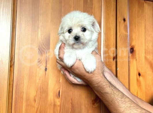 Anne Altından Kızımız Maltese Terrier görsel