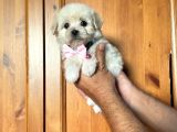 Anne Altından Kızımız Maltese Terrier