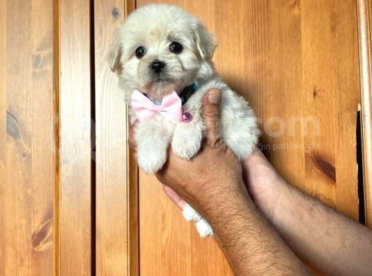 Anne Altından Kızımız Maltese Terrier görsel