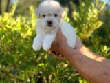 Anne Altından Oğlumuz Maltese Terrier
