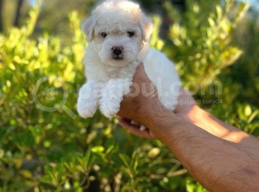 Anne Altından Oğlumuz Maltese Terrier görsel