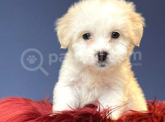 Anne Altından Maltese Terrier